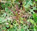  کاسنی تلخ، ویتلف، آندیو فرانسوی، Radicchio, Succory, Witloof
